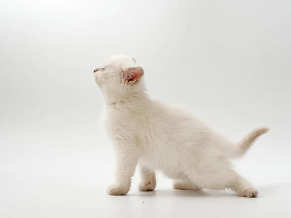 Małe śmieszne kocięta na białym tle — Zdjęcie stockowe