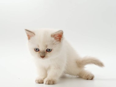 beyaz bir arka plan üzerinde küçük komik kedi yavruları