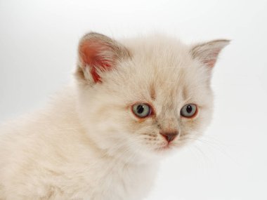 beyaz bir arka plan üzerinde küçük komik kedi yavruları