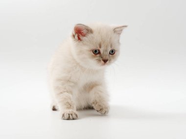 beyaz bir arka plan üzerinde küçük komik kedi yavruları