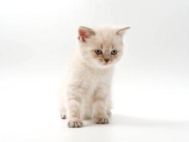 beyaz bir arka plan üzerinde küçük komik kedi yavruları