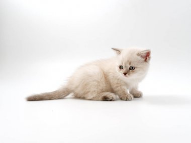 beyaz bir arka plan üzerinde küçük komik kedi yavruları