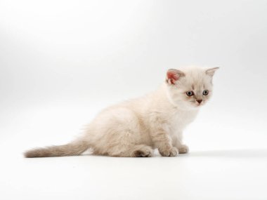 beyaz bir arka plan üzerinde küçük komik kedi yavruları
