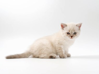 beyaz bir arka plan üzerinde küçük komik kedi yavruları