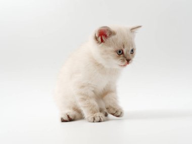 beyaz bir arka plan üzerinde küçük komik kedi yavruları