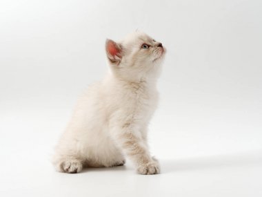 beyaz bir arka plan üzerinde küçük komik kedi yavruları
