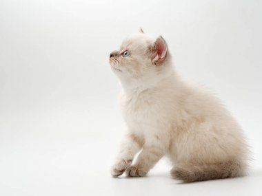 beyaz bir arka plan üzerinde küçük komik kedi yavruları