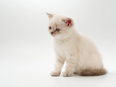 beyaz bir arka plan üzerinde küçük komik kedi yavruları