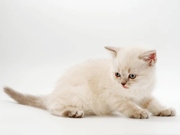 白色背景上的小有趣的小猫 — 图库照片