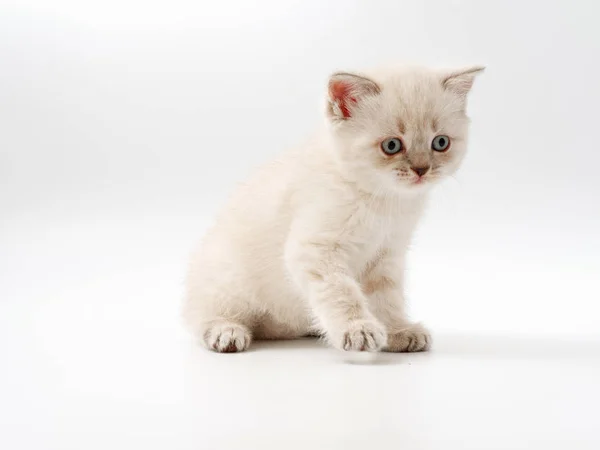 Kis vicces cica fehér háttéren — Stock Fotó