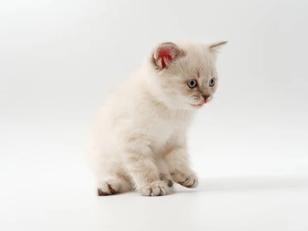 Kleine grappige kittens op een witte achtergrond — Stockfoto