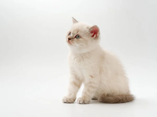 Pequenos gatinhos engraçados em um fundo branco — Fotografia de Stock