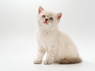 beyaz bir arka plan üzerinde küçük komik kedi yavruları