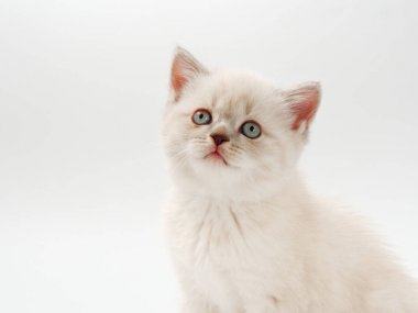 beyaz bir arka plan üzerinde küçük komik kedi yavruları