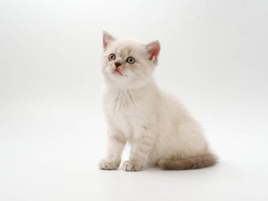 beyaz bir arka plan üzerinde küçük komik kedi yavruları