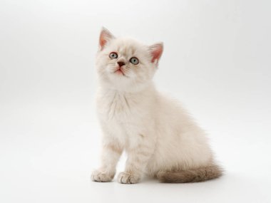 beyaz bir arka plan üzerinde küçük komik kedi yavruları