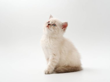 beyaz bir arka plan üzerinde küçük komik kedi yavruları