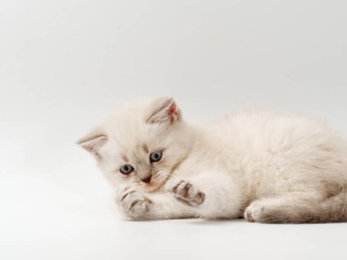 beyaz bir arka plan üzerinde küçük komik kedi yavruları