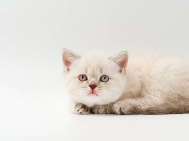 beyaz bir arka plan üzerinde küçük komik kedi yavruları