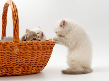 beyaz bir arka plan üzerinde küçük komik kedi yavruları