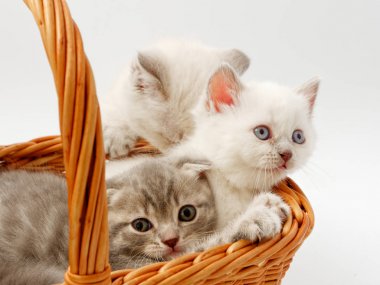 beyaz bir arka plan üzerinde küçük komik kedi yavruları