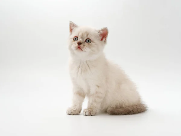 白色背景上的小有趣的小猫 — 图库照片