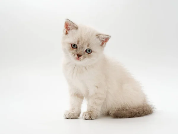 Pequenos gatinhos engraçados em um fundo branco — Fotografia de Stock