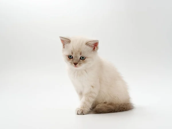 Petits chatons drôles sur un fond blanc — Photo