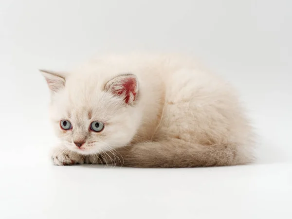 Gatitos divertidos sobre un fondo blanco — Foto de Stock