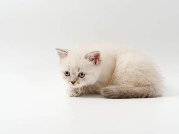 白色背景上的小有趣的小猫 — 图库照片