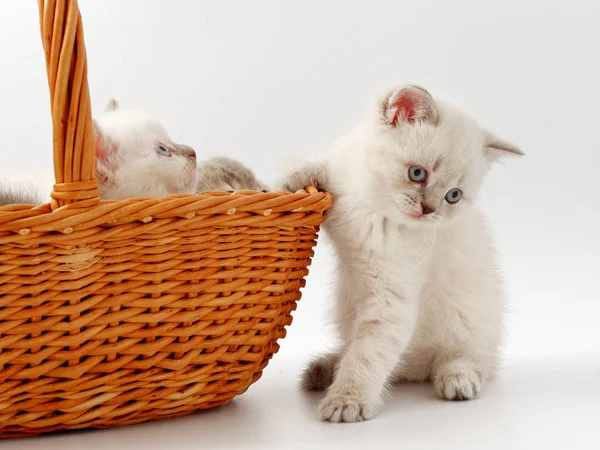 Little funny kittens on a white background — Stock Photo, Image