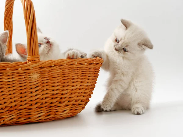 Gatitos divertidos sobre un fondo blanco — Foto de Stock