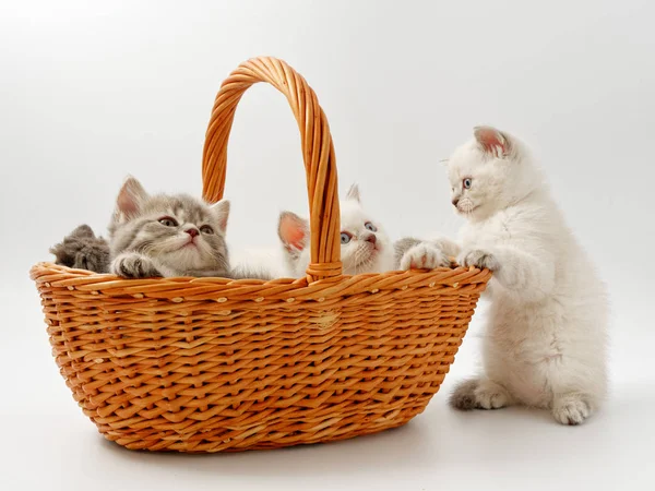 Gatitos divertidos sobre un fondo blanco — Foto de Stock