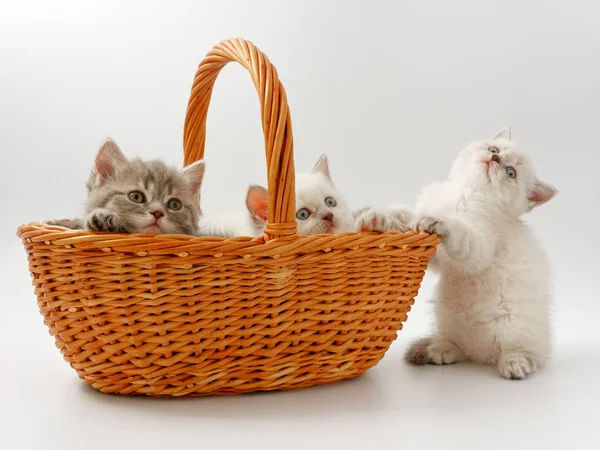 Gatitos divertidos sobre un fondo blanco — Foto de Stock