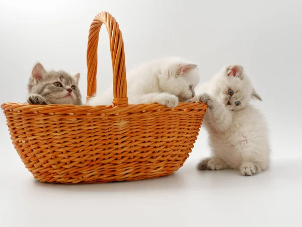 Pequenos gatinhos engraçados em um fundo branco — Fotografia de Stock