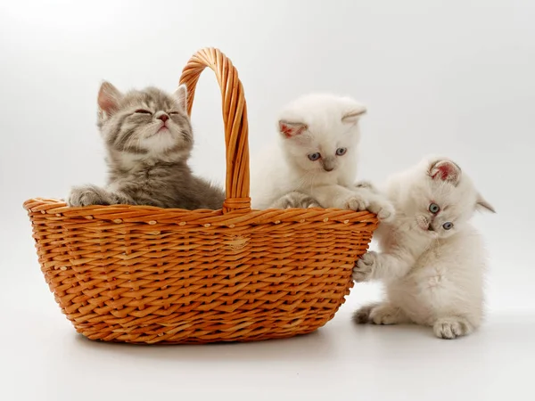 Petits chatons drôles sur un fond blanc — Photo