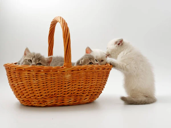 Gatitos divertidos sobre un fondo blanco — Foto de Stock