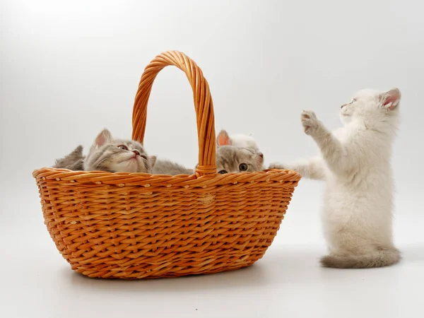 Little funny kittens on a white background — Stock Photo, Image