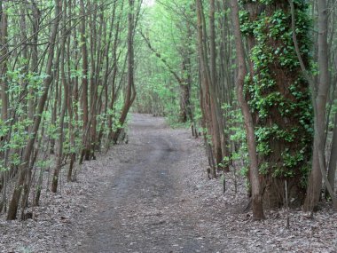 derin bir ormanda patika. yeşil çalılıklar