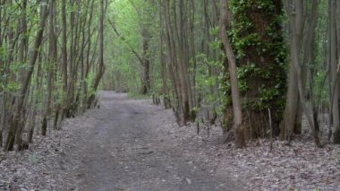 derin bir ormanda patika. yeşil çalılıklar