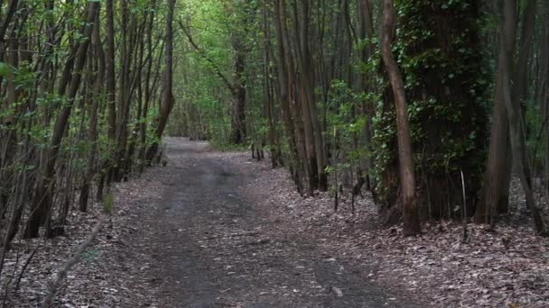 Fußweg Einem Tiefen Wald Grünes Dickicht — Stockvideo