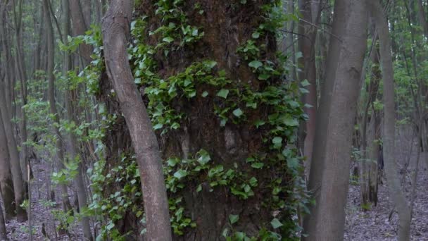 在深森林的人行道 绿色灌丛 — 图库视频影像
