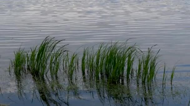 Green Tall Grass Water Wind — Stock Video