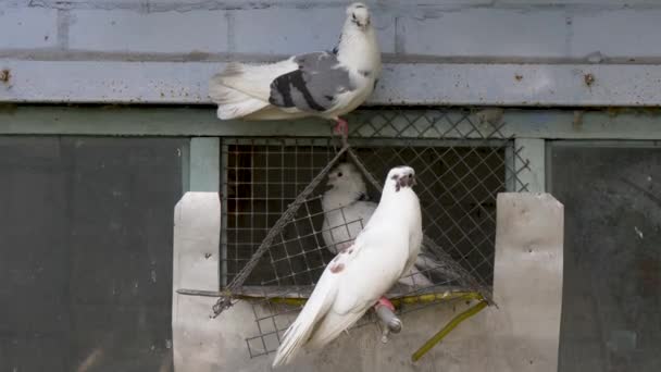 Palomas Blancas Cruz Contra Cielo — Vídeos de Stock