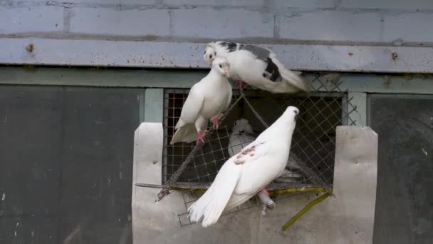 白鸽在十字架上迎着天空飞 — 图库视频影像