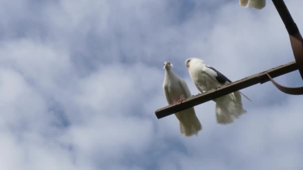 Pombas Brancas Cruz Contra Céu — Vídeo de Stock