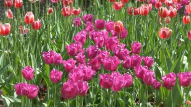 park Gomel, Beyaz Rusya yatağında çok parlak güzel laleler