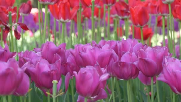 Many Bright Beautiful Tulips Bed Park Gomel Belarus — Stock Video