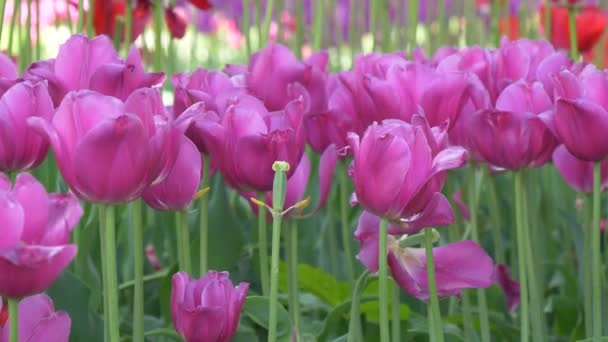 Many Bright Beautiful Tulips Bed Park Gomel Belarus — Stock Video