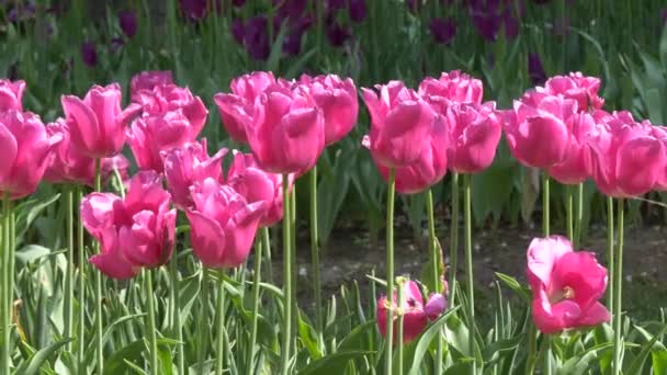 Viele Helle Schöne Tulpen Auf Dem Beet Des Nationalparks Gomel — Stockvideo